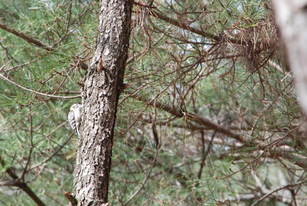Japanese Pygmy Woodpecker - ML616710494