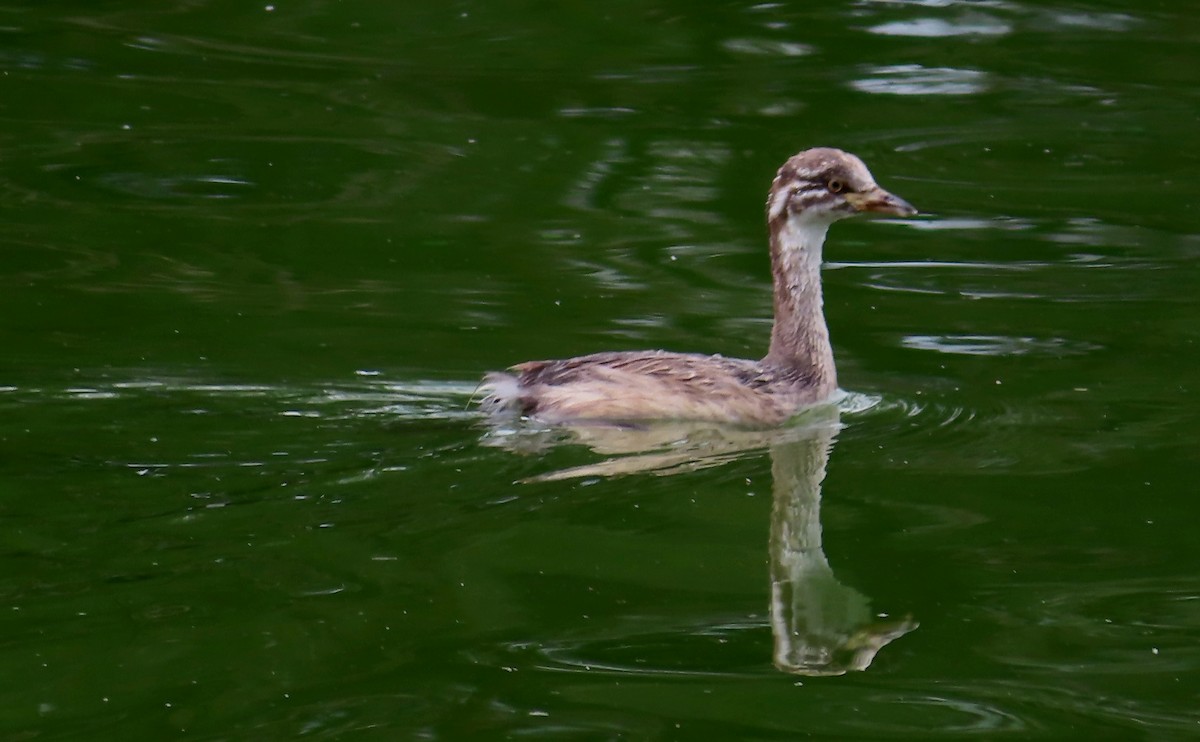 Australasian Grebe - ML616710522