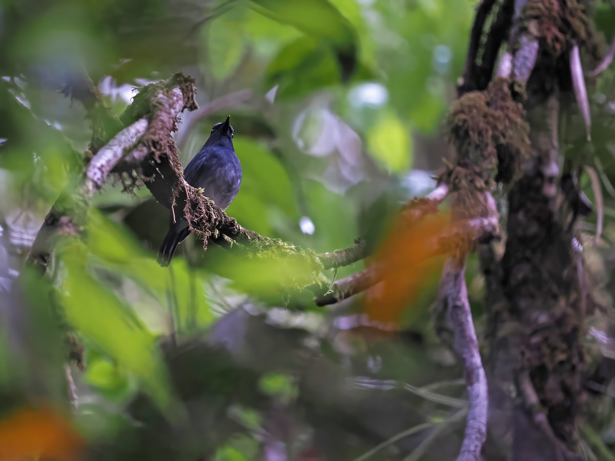 White-tailed Flycatcher - ML616710523