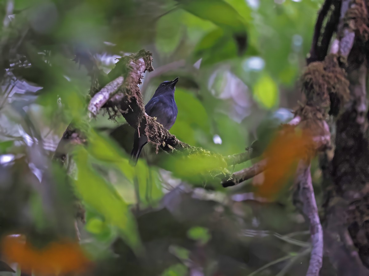 White-tailed Flycatcher - ML616710524