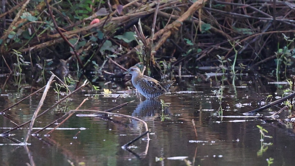 Baillon's Crake - ML616710531