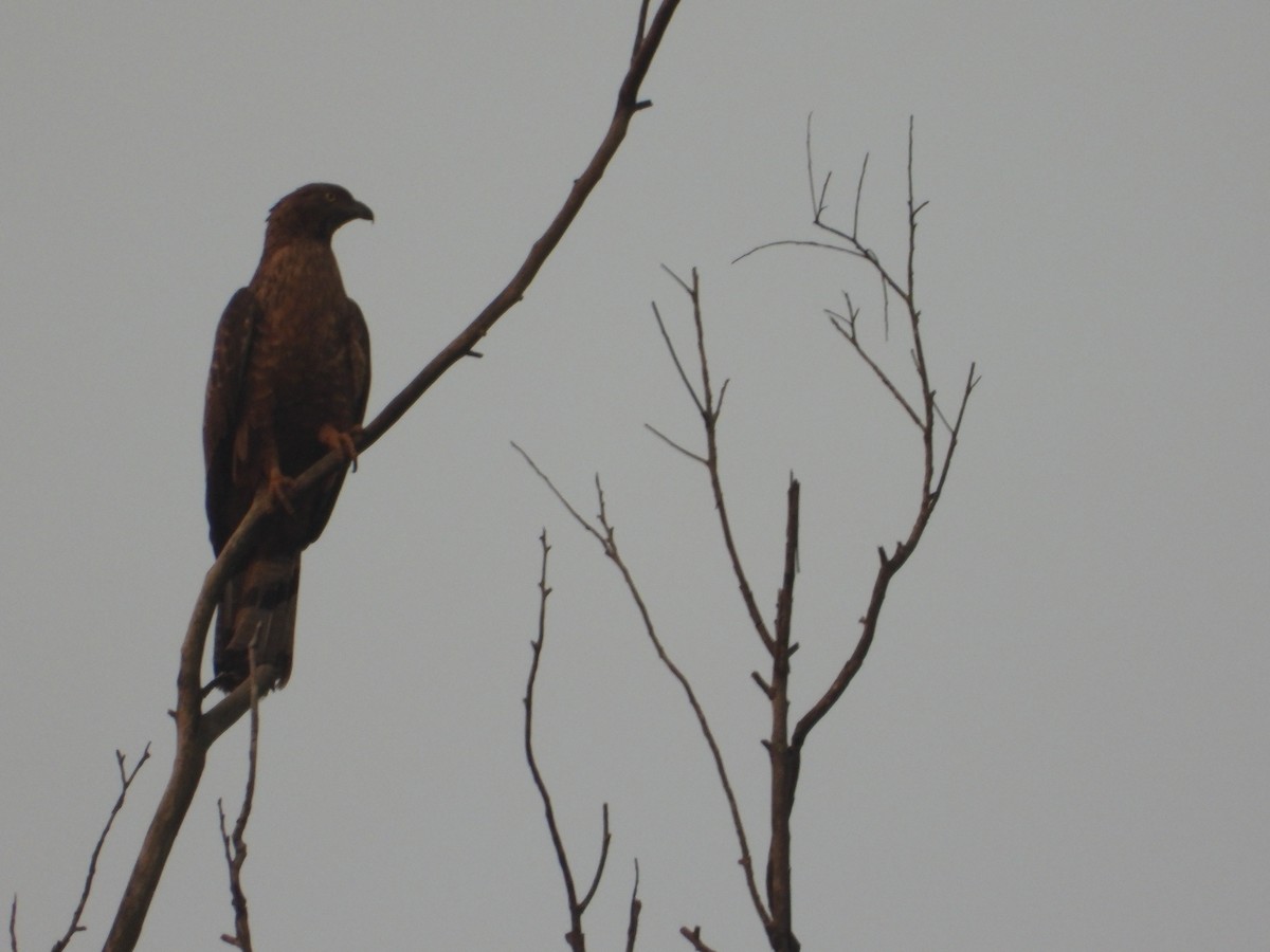 Crested Serpent-Eagle - ML616710540