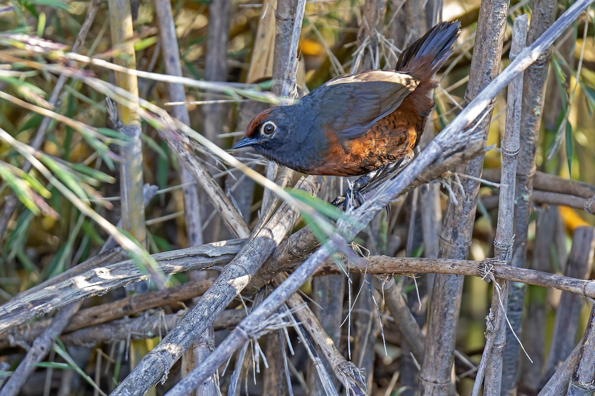 Black-throated Huet-huet - Daniel López-Velasco | Ornis Birding Expeditions