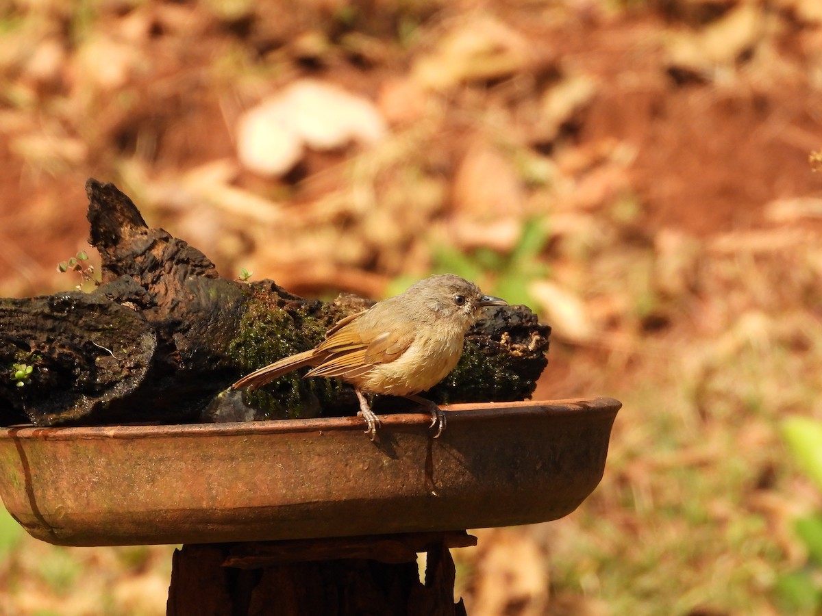 Brown-cheeked Fulvetta - Aarav Dhulla