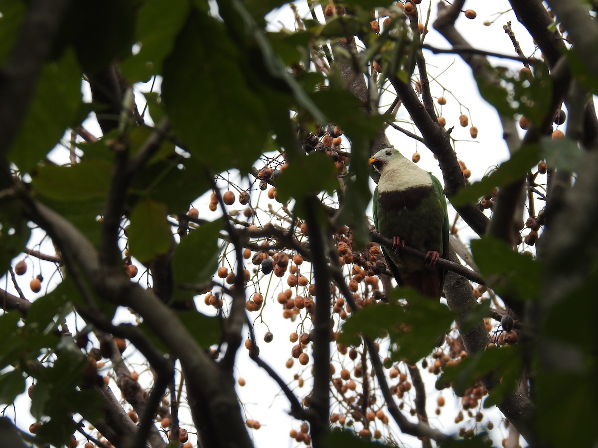 Black-chinned Fruit-Dove - ML616710600