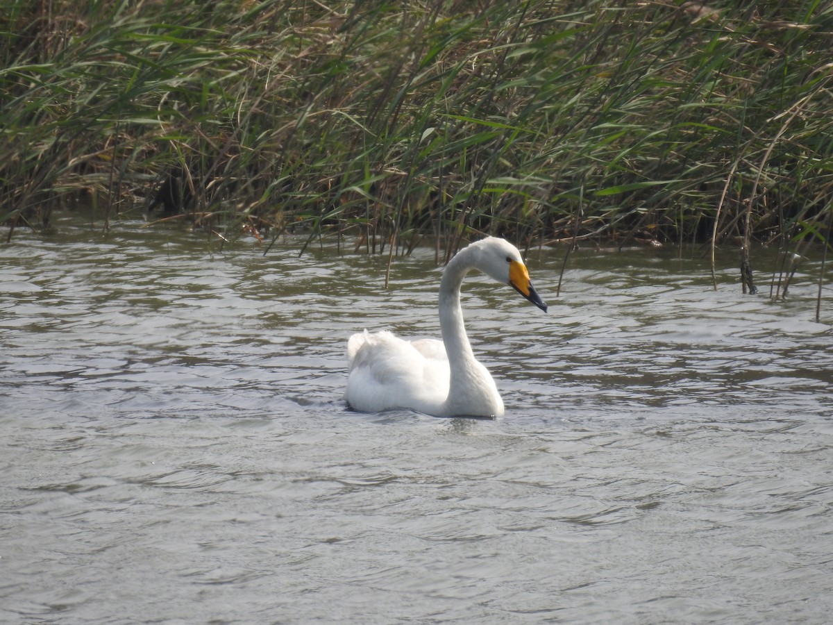 Whooper Swan - ML616710604