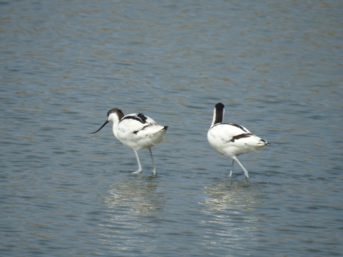 Pied Avocet - Jia Lin Chen
