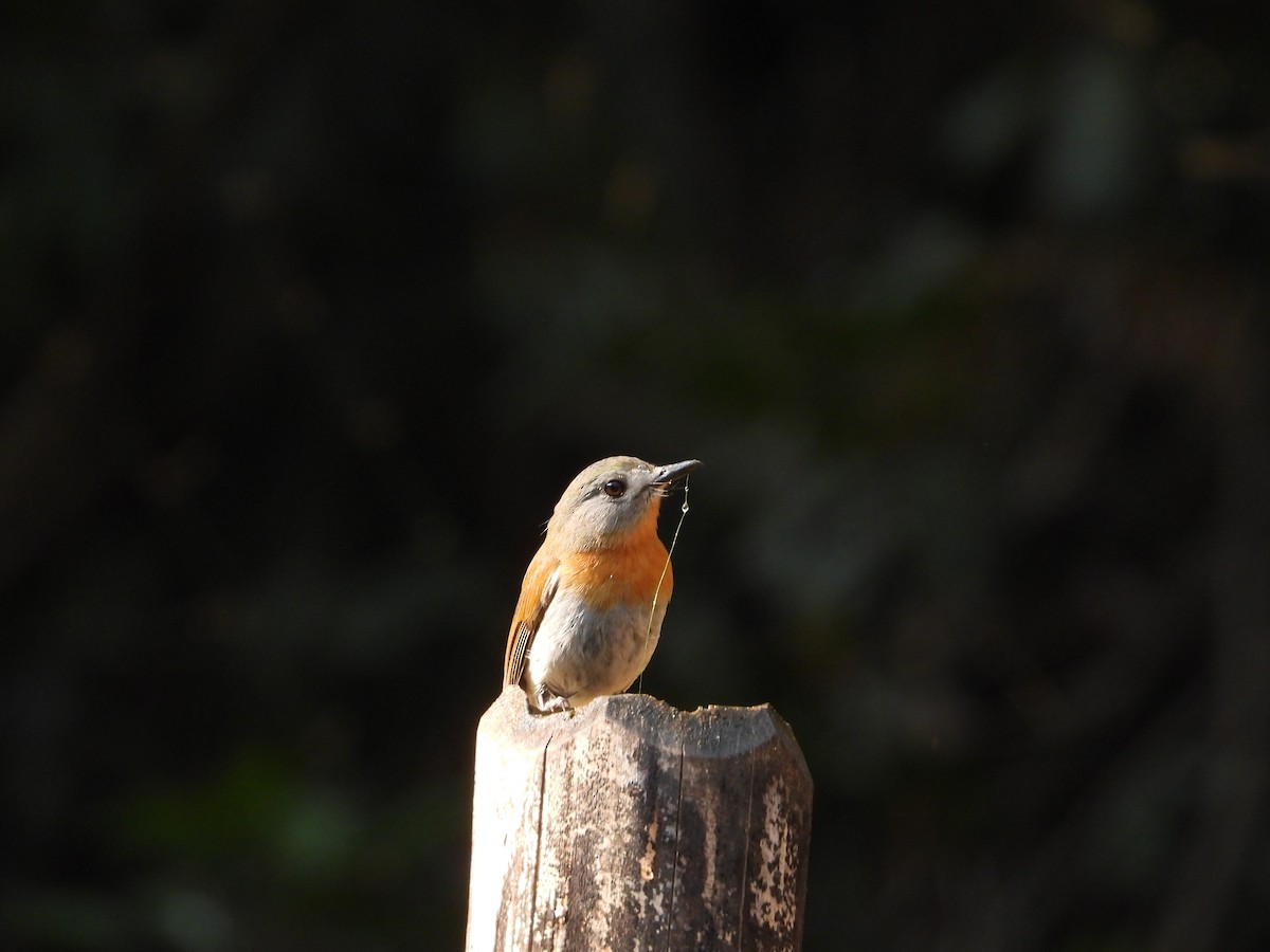 White-bellied Blue Flycatcher - Aarav Dhulla