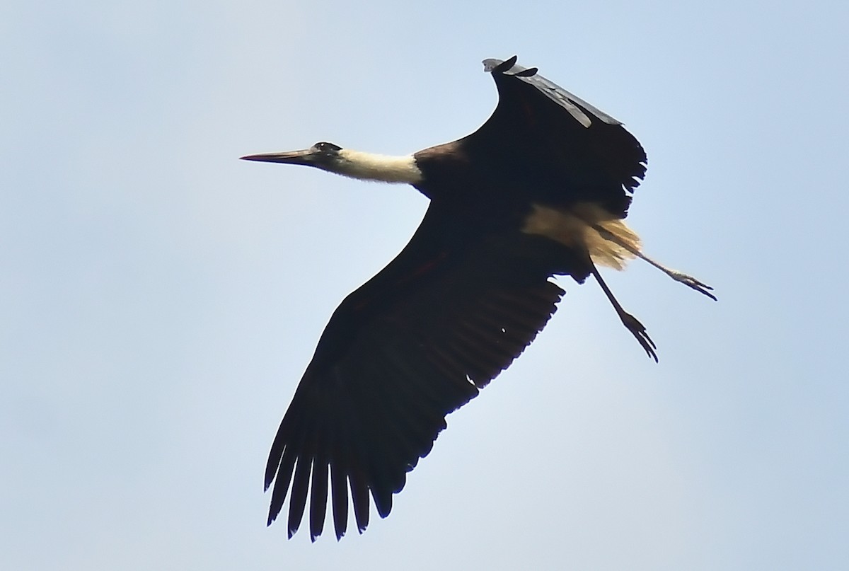 Asian Woolly-necked Stork - HG Prashanthakumar