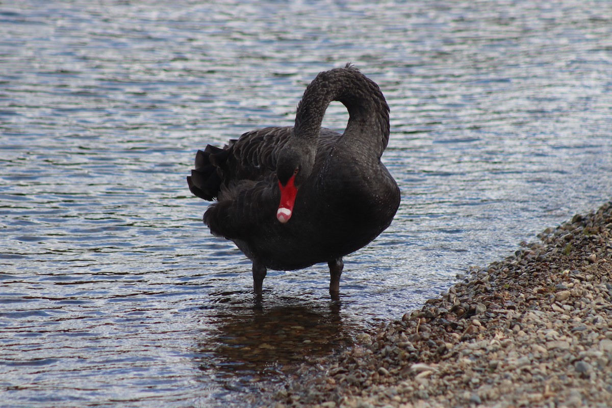 Black Swan - ML616710688