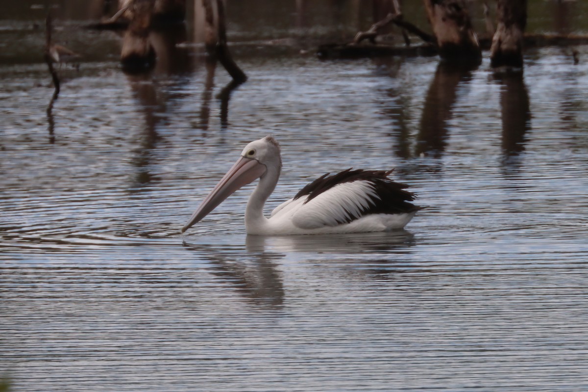 pelikán australský - ML616710689