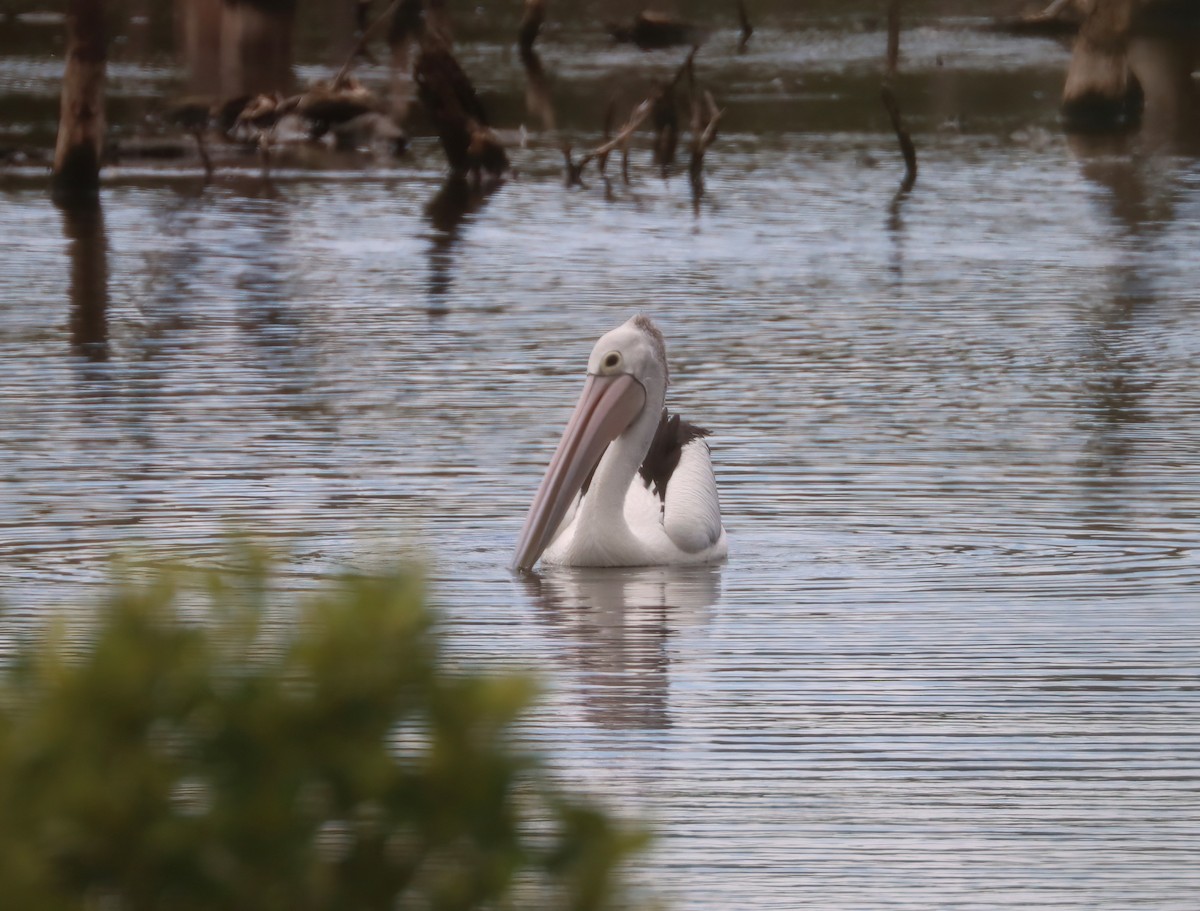pelikán australský - ML616710690