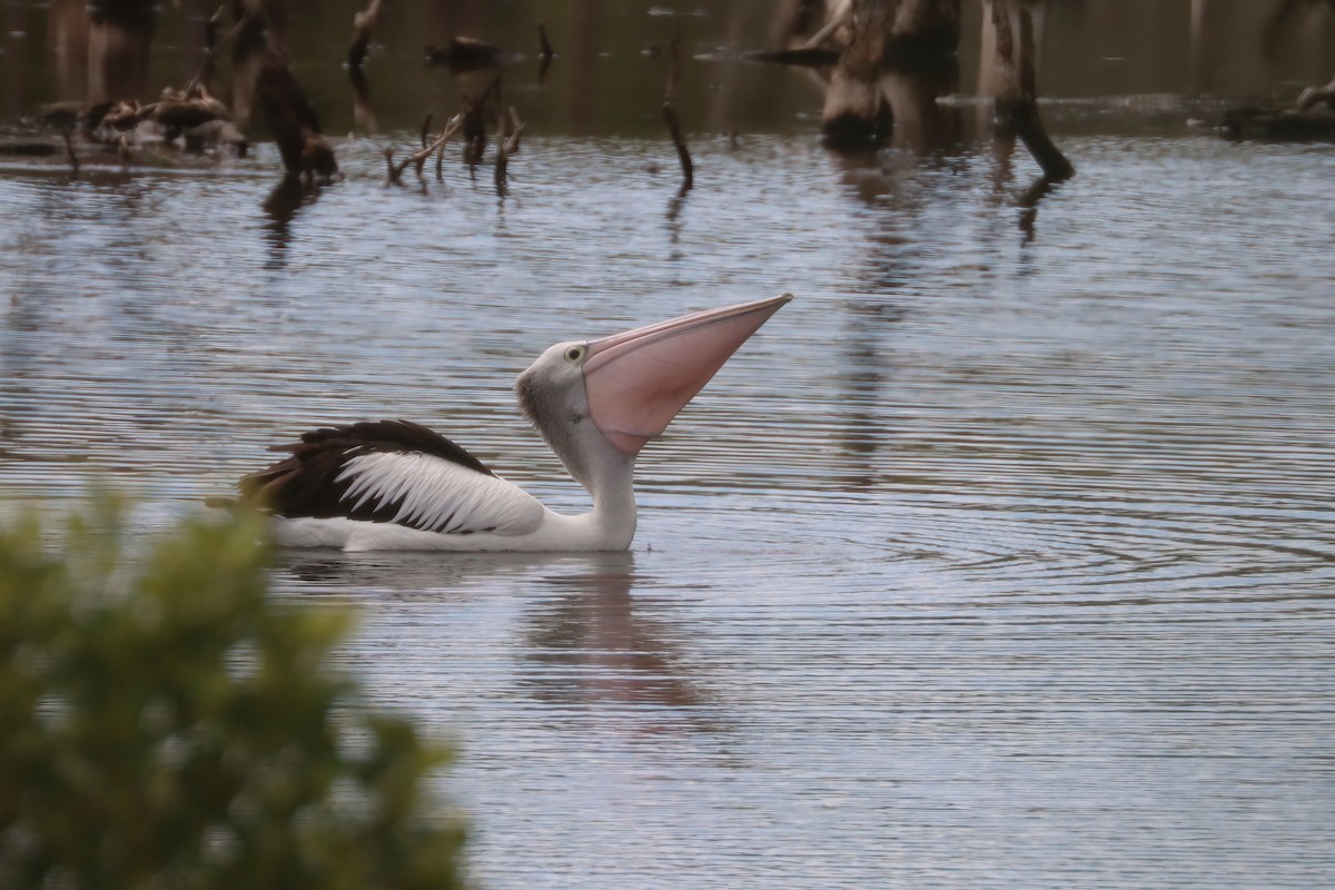 pelikán australský - ML616710696