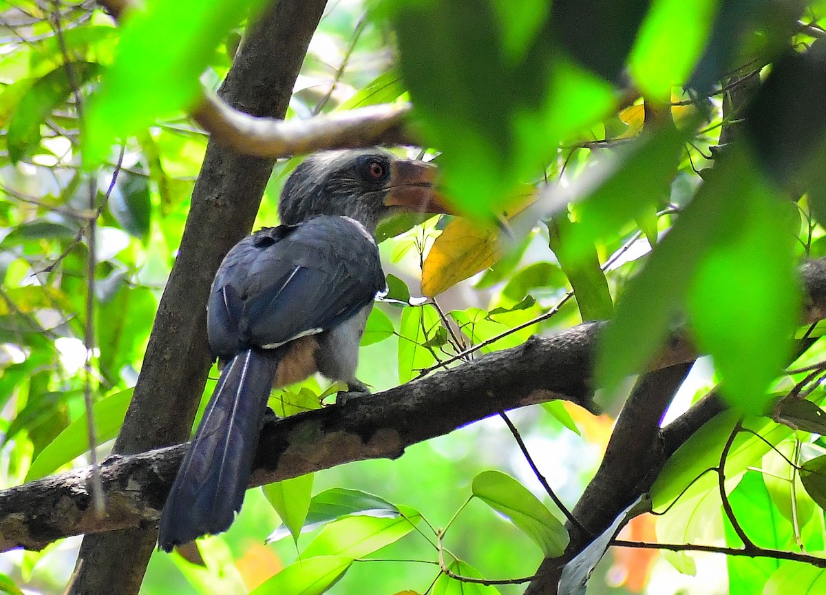 Malabar Gray Hornbill - HG Prashanthakumar