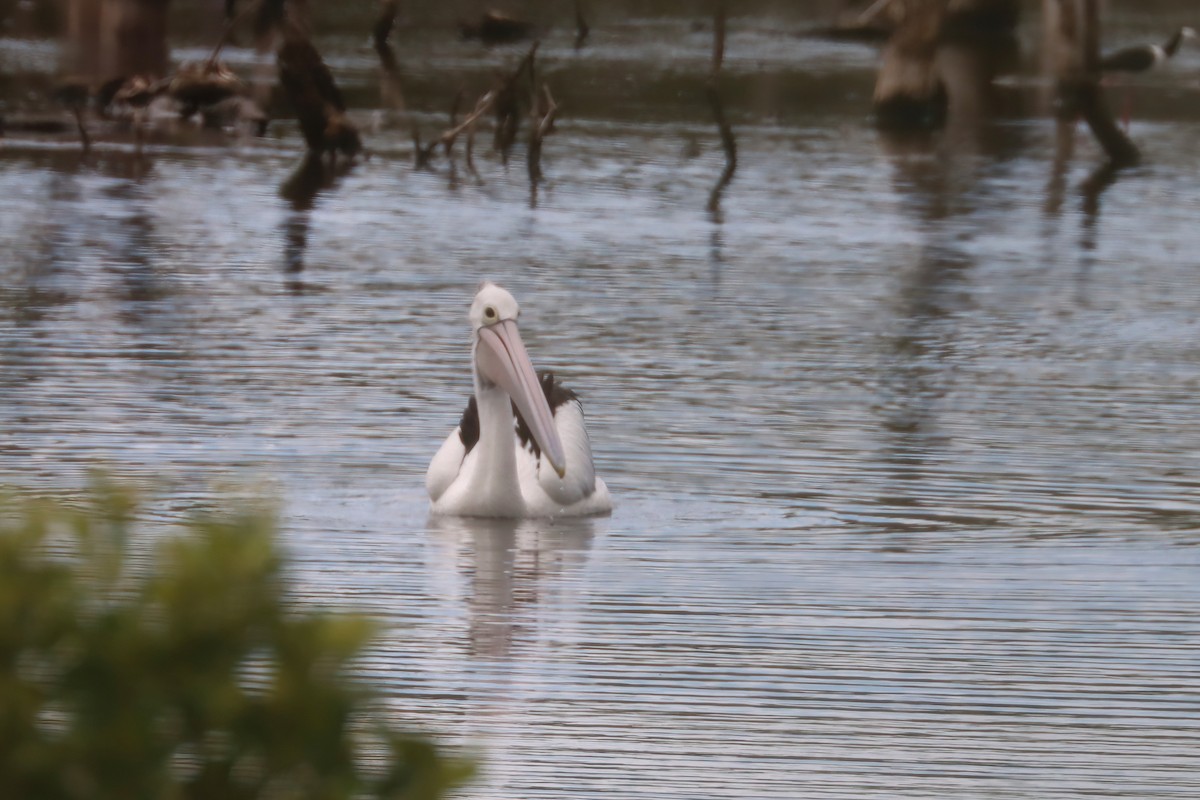 pelikán australský - ML616710698