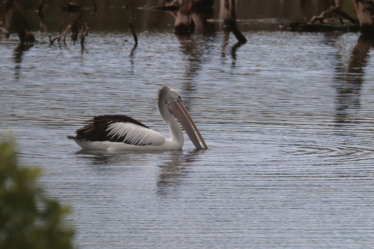 pelikán australský - ML616710702