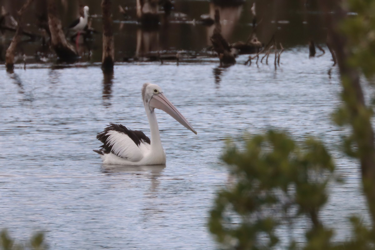pelikán australský - ML616710703