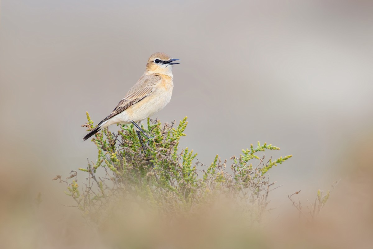 Isabelline Wheatear - ML616710704