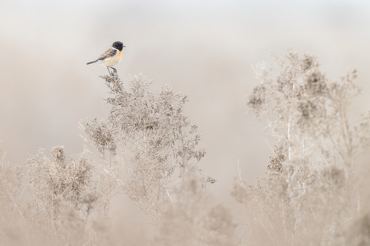 European Stonechat - ML616710709