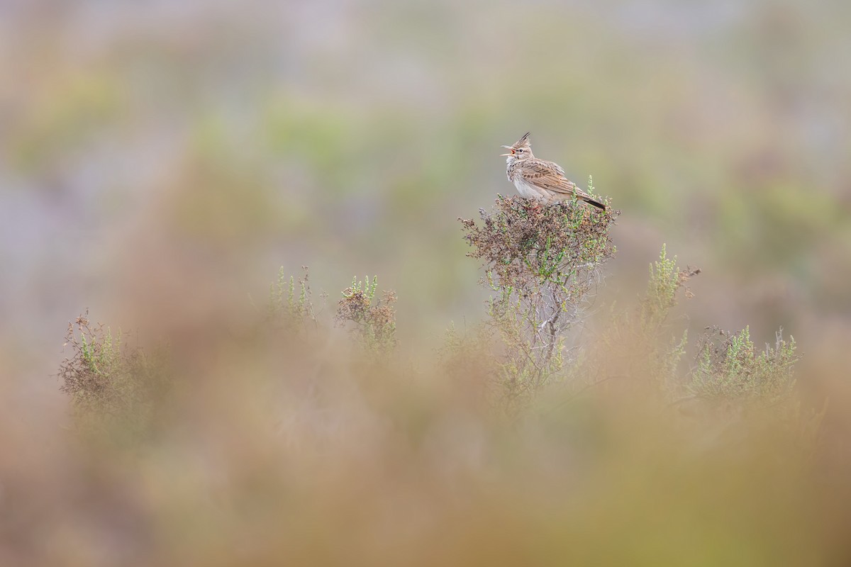 Crested Lark - ML616710710