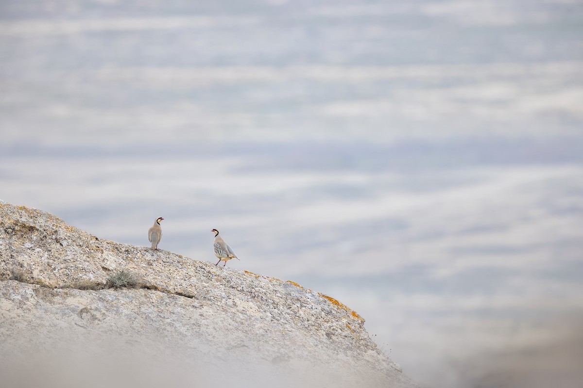 Chukar - ML616710724