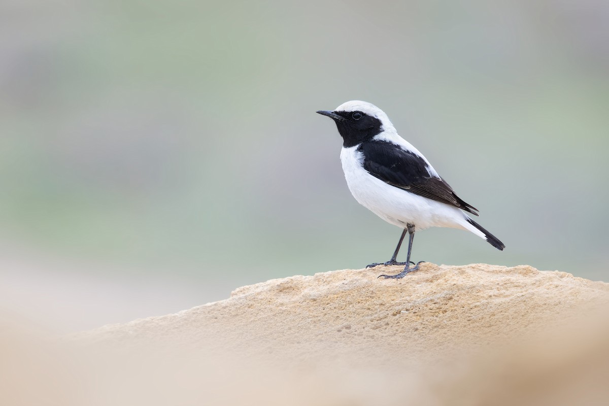 Finsch's Wheatear - ML616710730