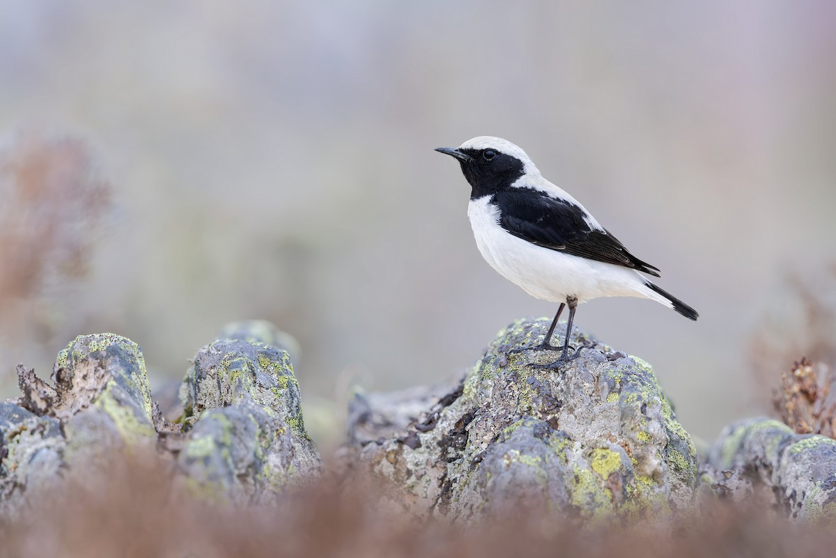 Finsch's Wheatear - ML616710731