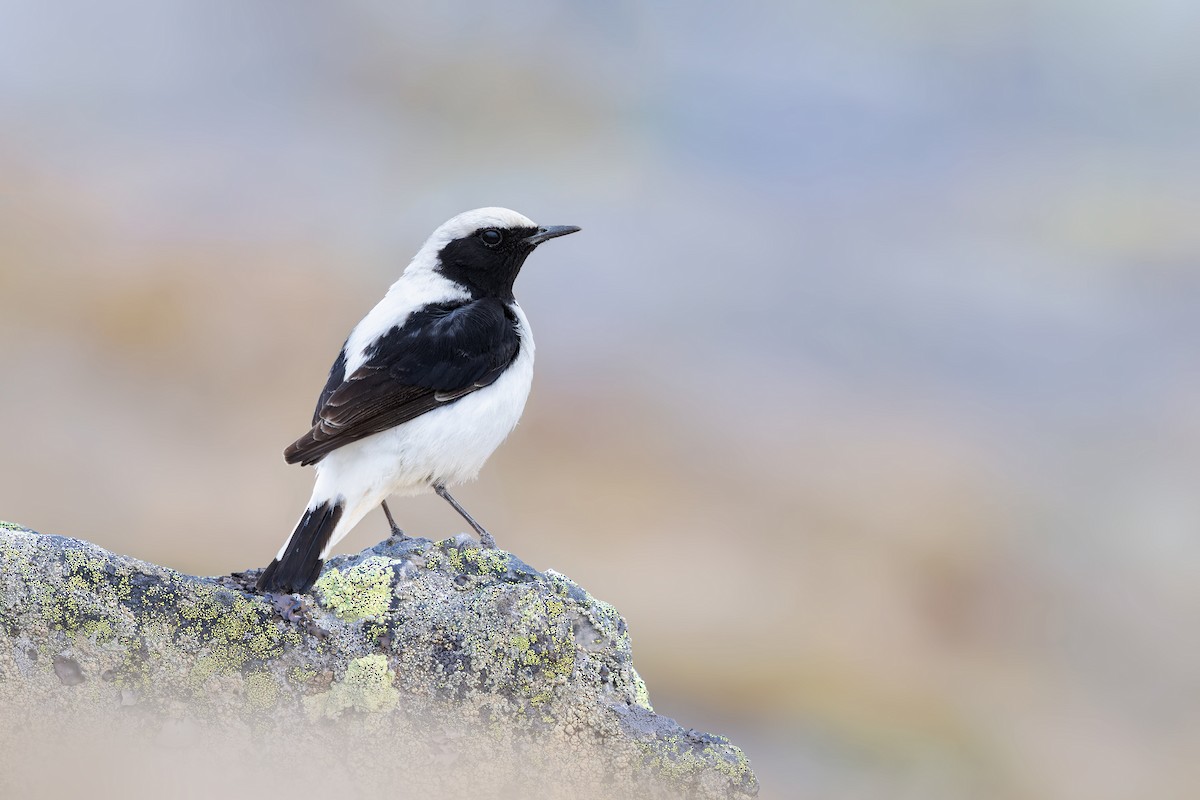 Finsch's Wheatear - ML616710732