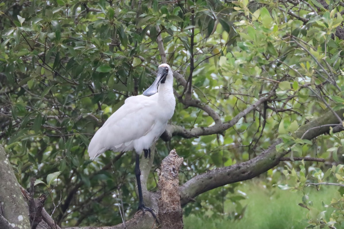 Royal Spoonbill - ML616710733