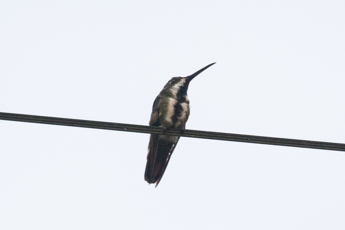 kolibřík tropický - ML616710740