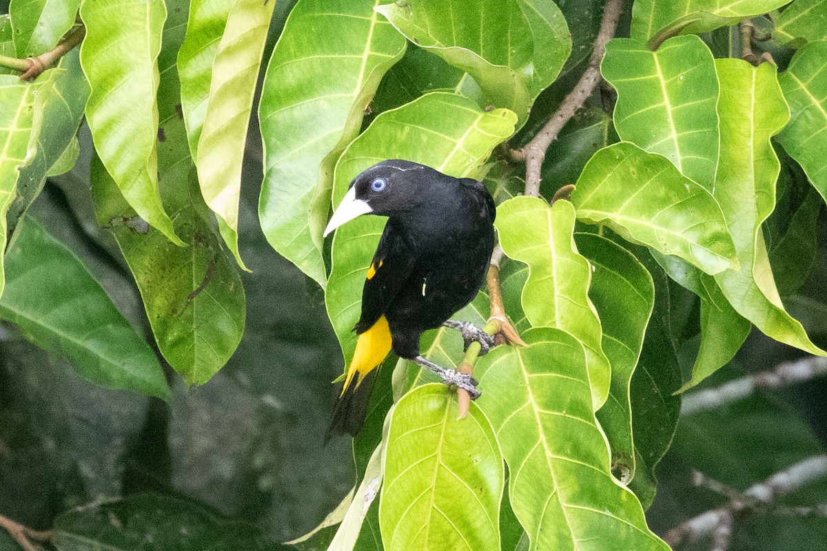 Yellow-rumped Cacique (Amazonian) - ML616710818