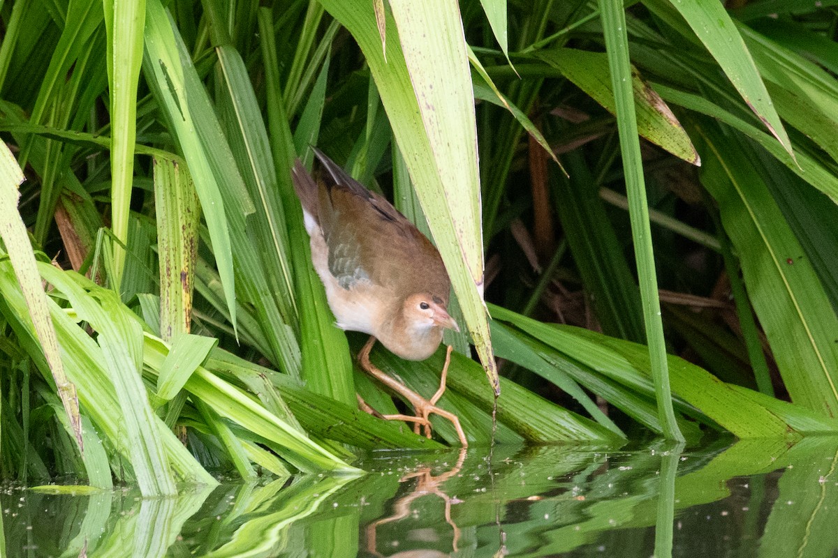 Purple Gallinule - ML616710830