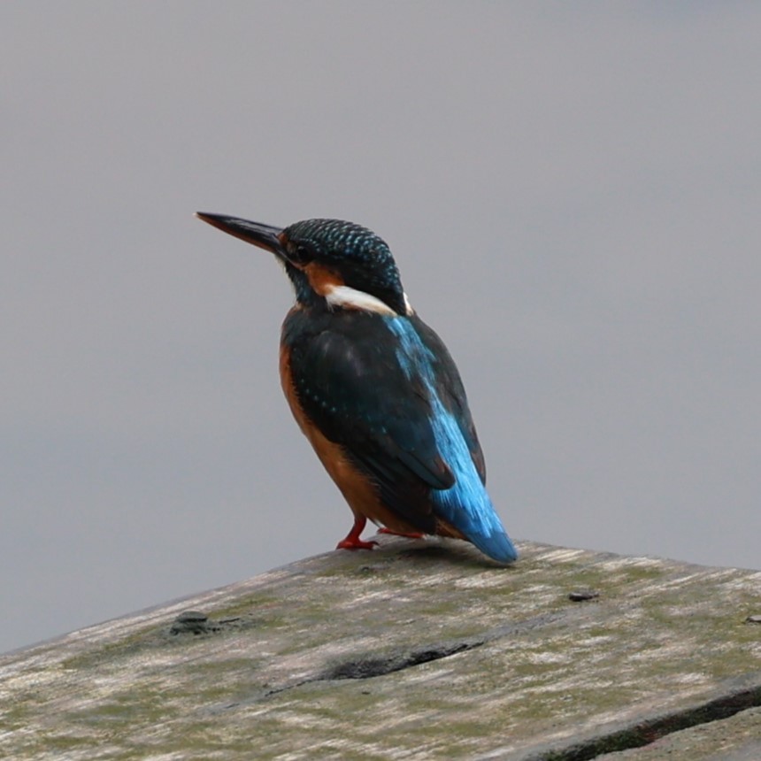 Common Kingfisher - ML616710862