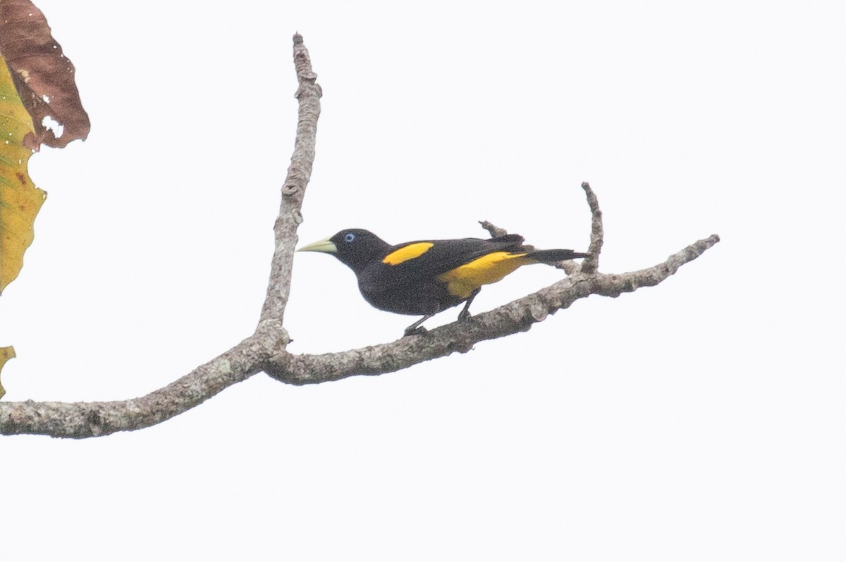 Yellow-rumped Cacique (Amazonian) - ML616710887