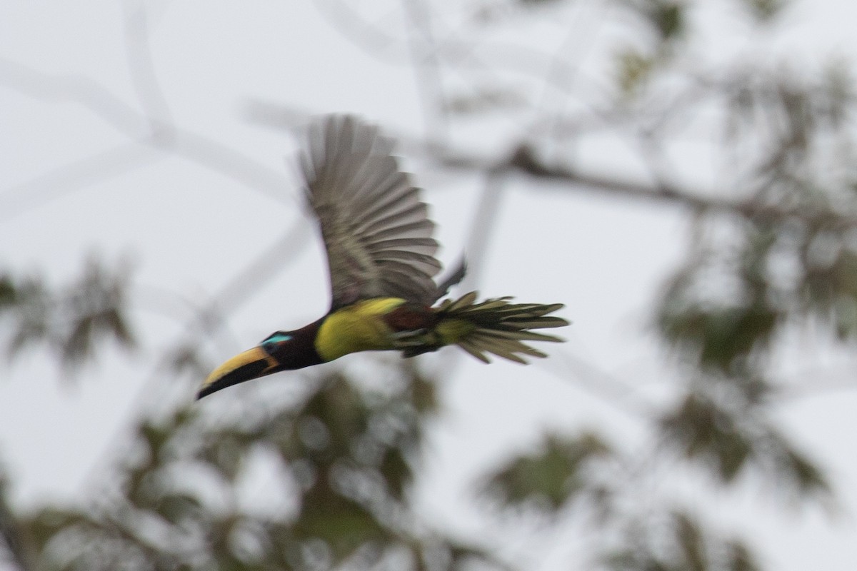 Lettered Aracari (Humboldt's) - ML616710907