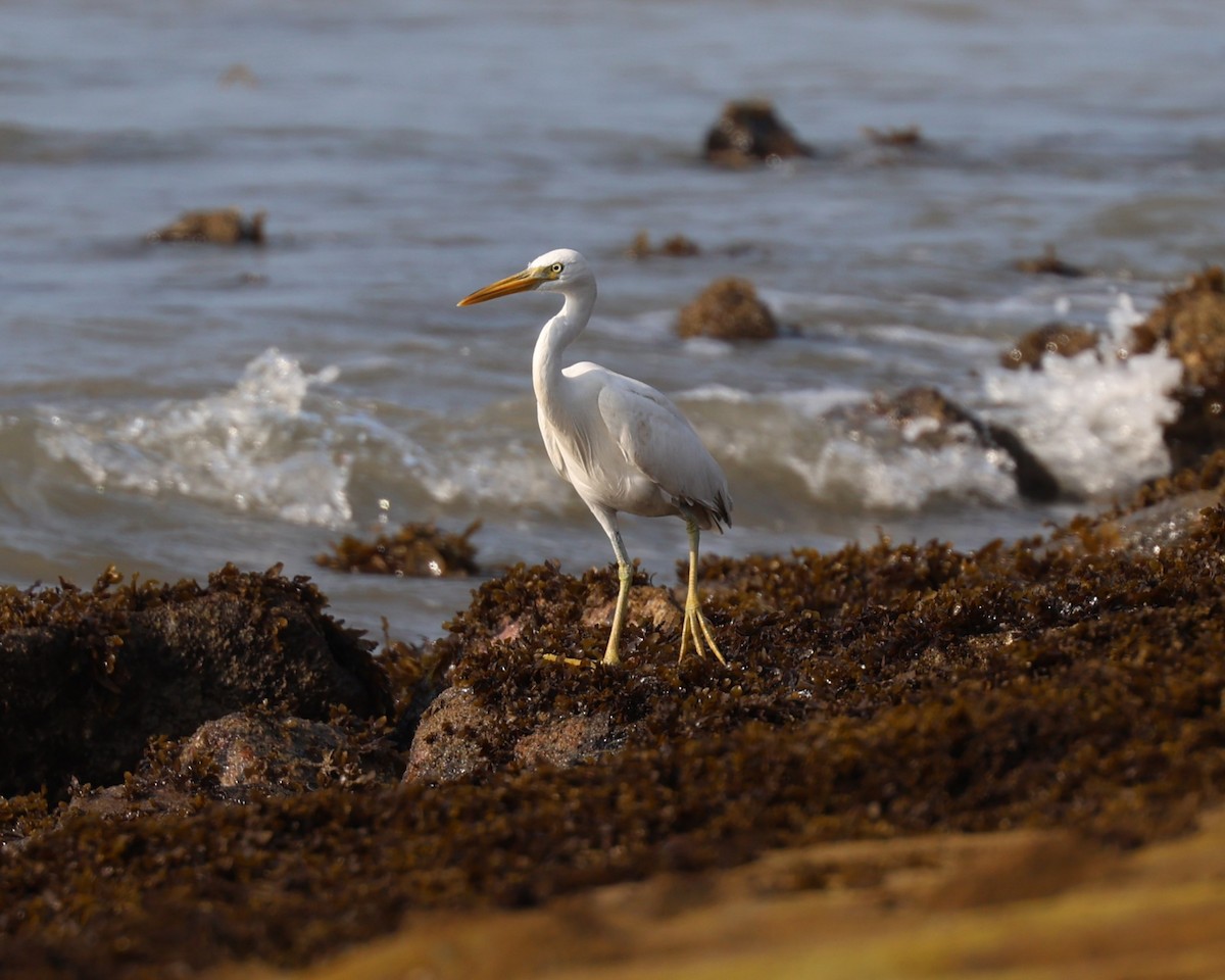 Pacific Reef-Heron - ML616711045