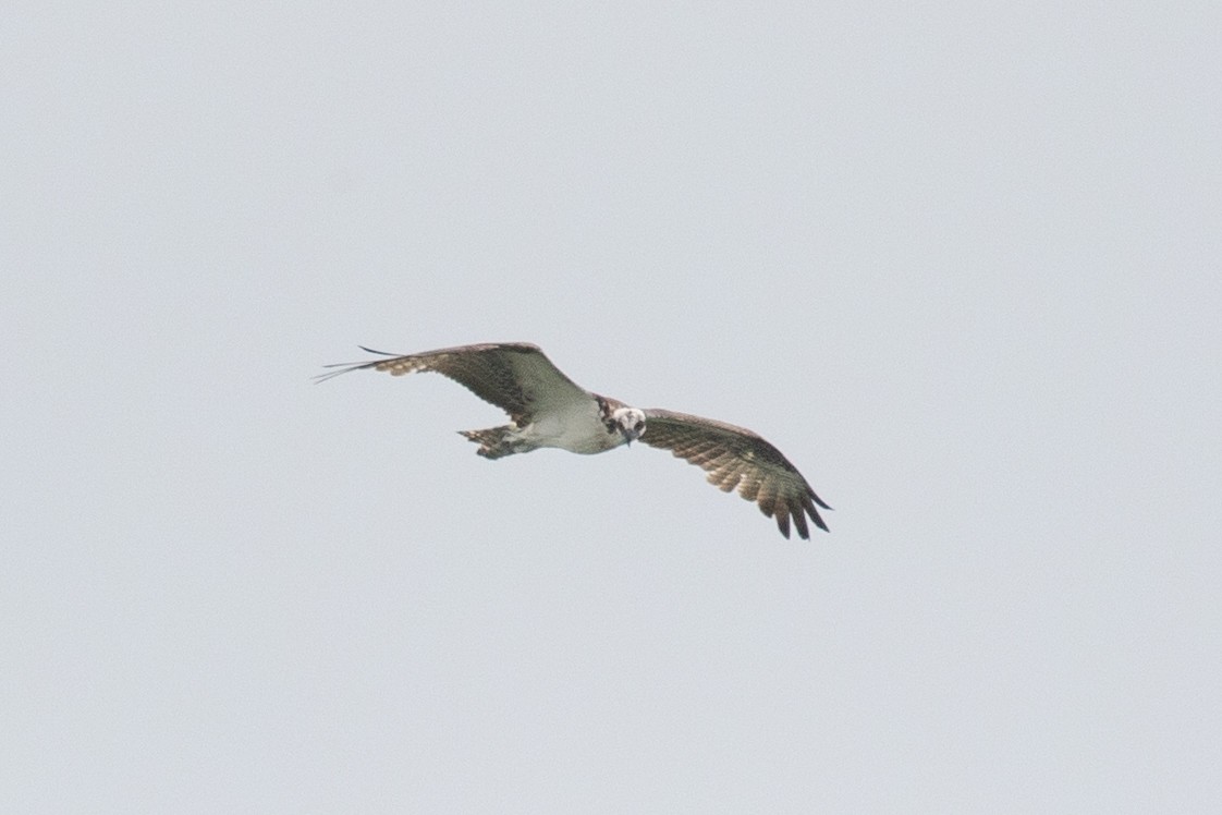 Águila Pescadora (carolinensis) - ML616711047