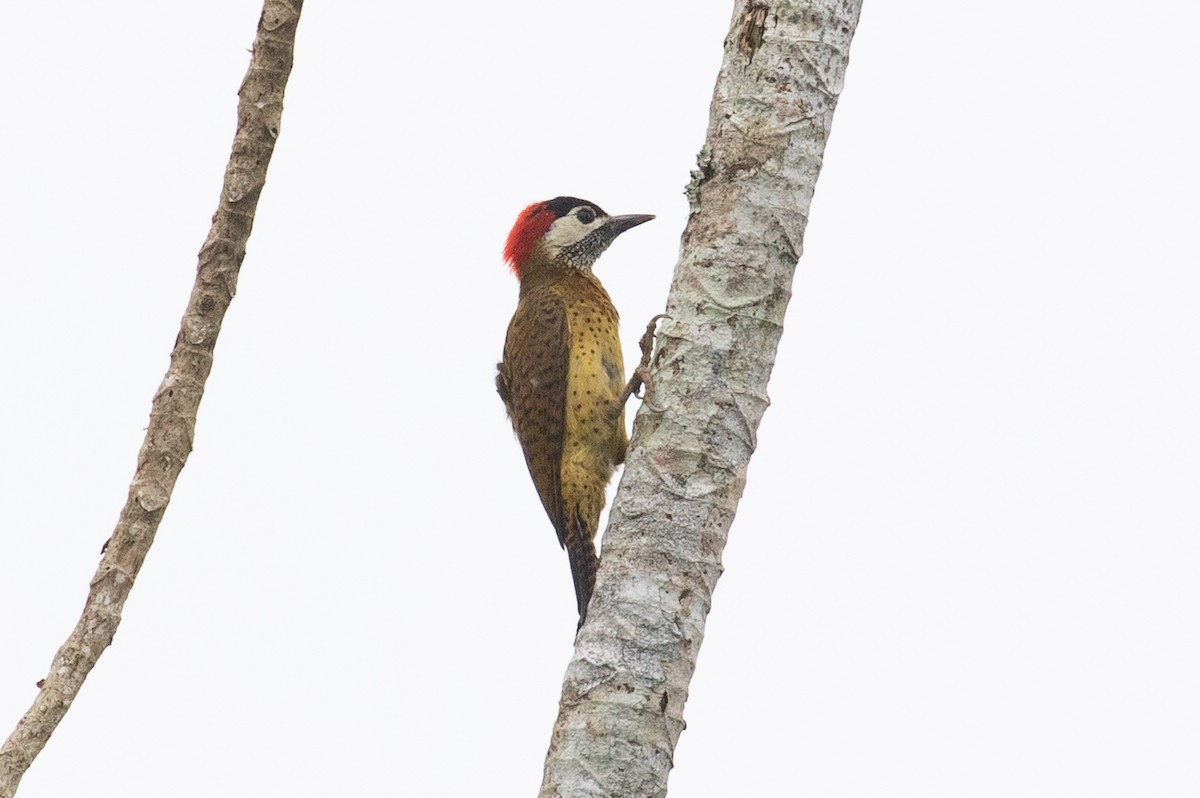 Spot-breasted Woodpecker - Xiaoni Xu