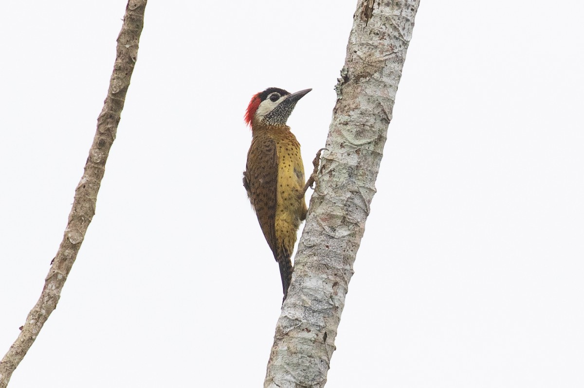 Spot-breasted Woodpecker - Xiaoni Xu