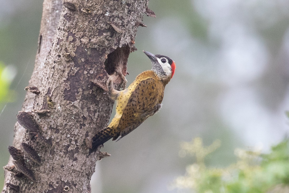 Spot-breasted Woodpecker - Xiaoni Xu