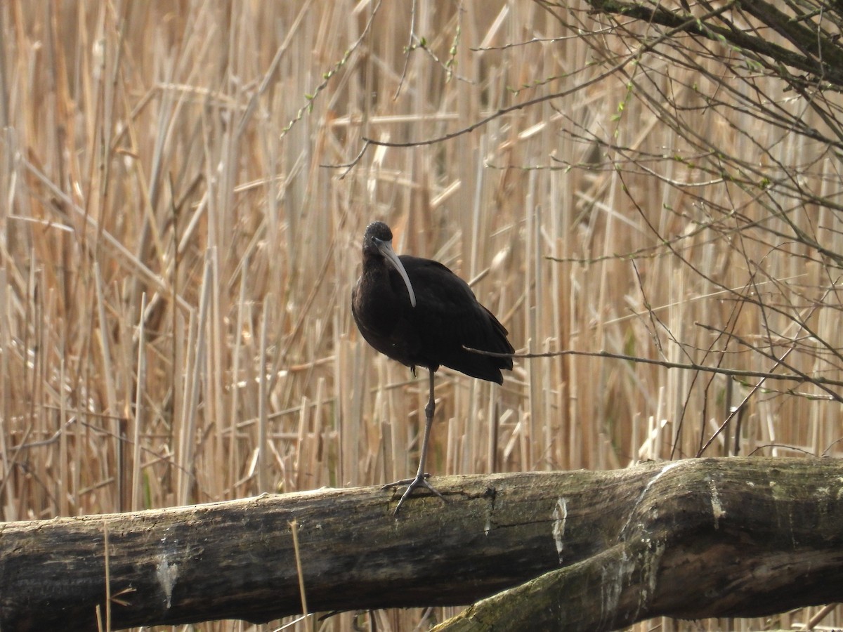 Glossy Ibis - ML616711127