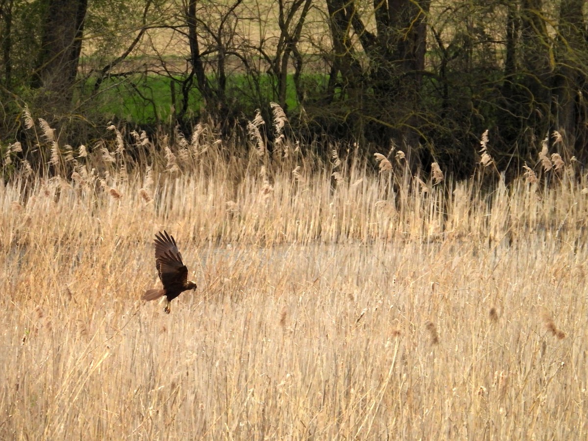 Western Marsh Harrier - ML616711132