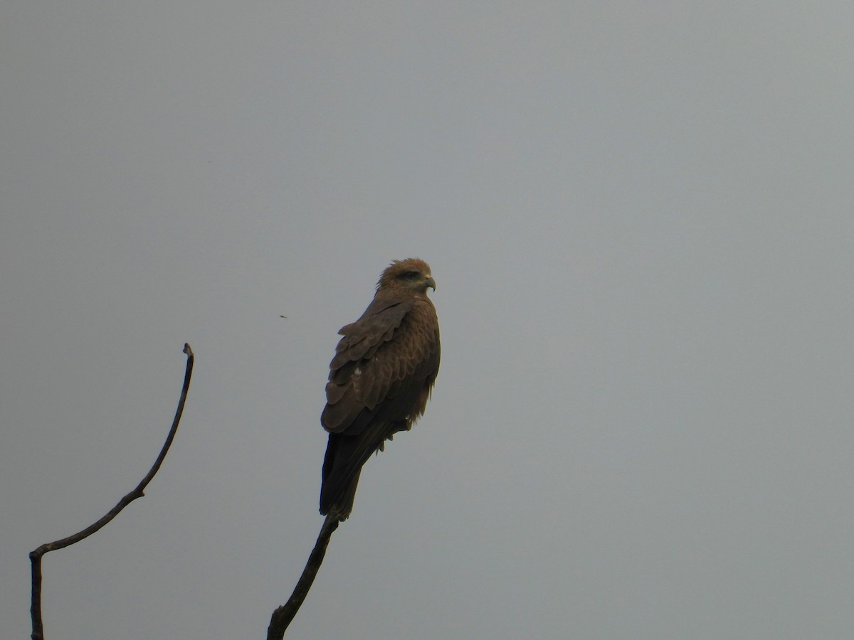 Black Kite - ML616711138