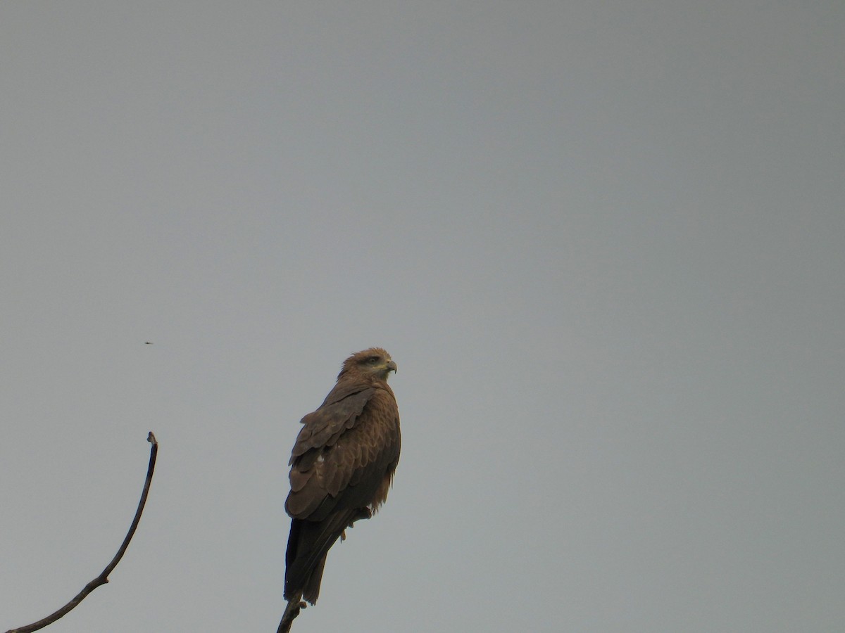 Black Kite - Bruno Rosa