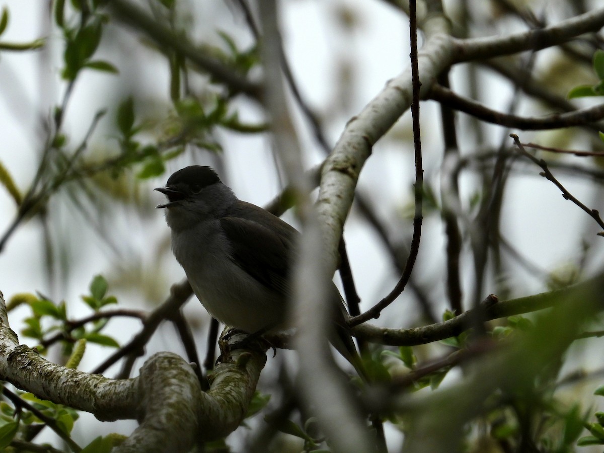 Eurasian Blackcap - Bruno Rosa