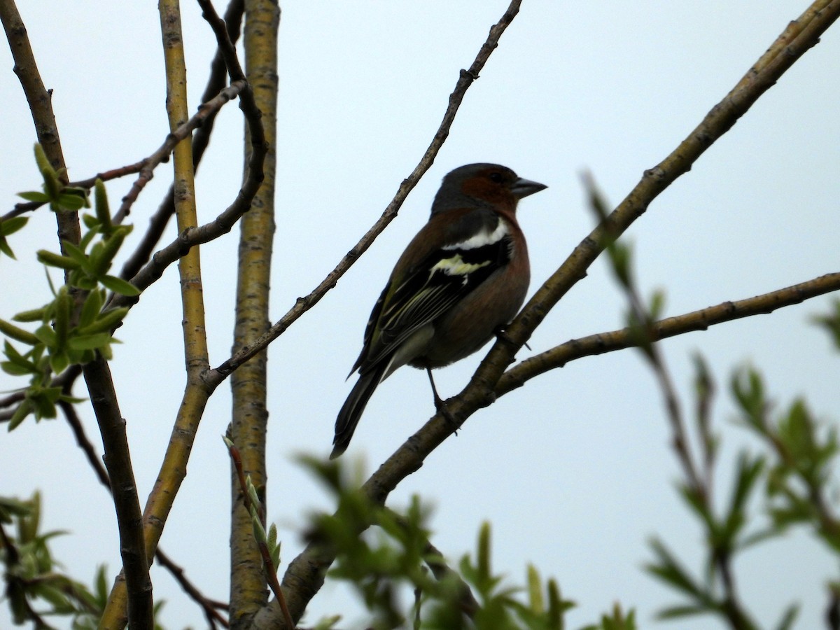 Common Chaffinch - ML616711147