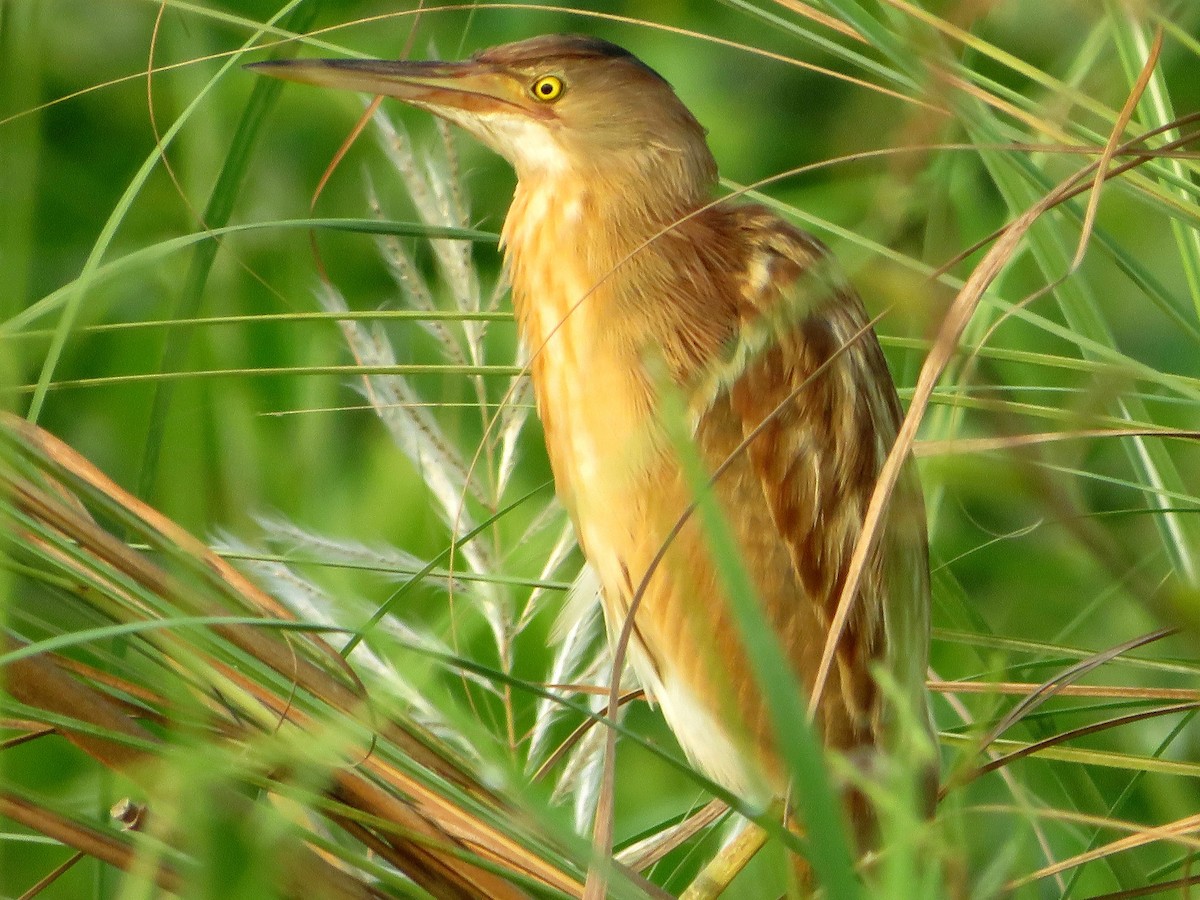 Yellow Bittern - ML616711211