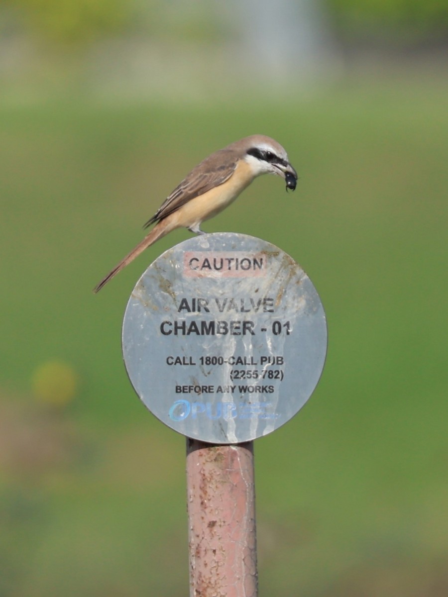 Brown Shrike - ML616711220