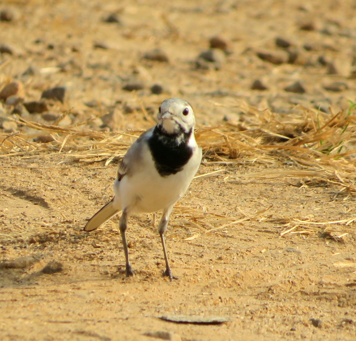 White Wagtail - Geetha Anallur