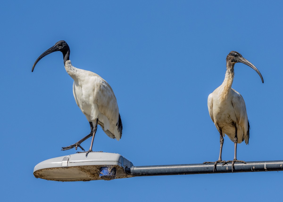 ibis australský - ML616711233